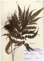 藏品(小葉複葉耳蕨)的圖片